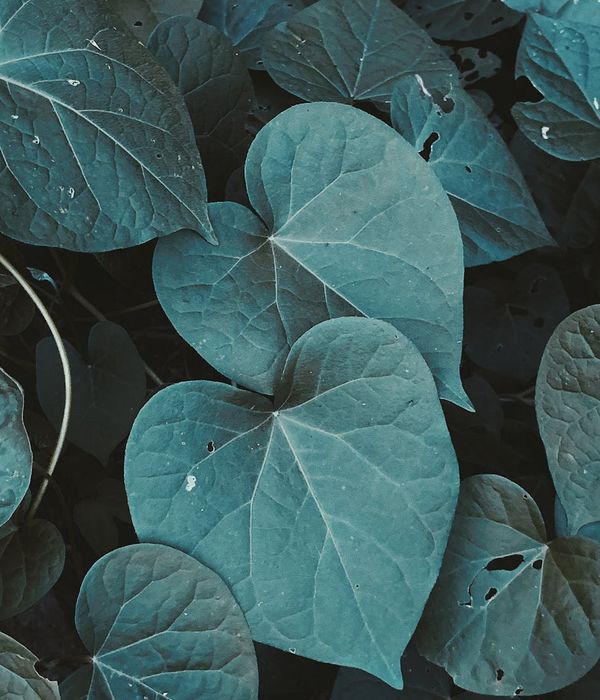 Green botanical patterns representing natural wellness and heart support